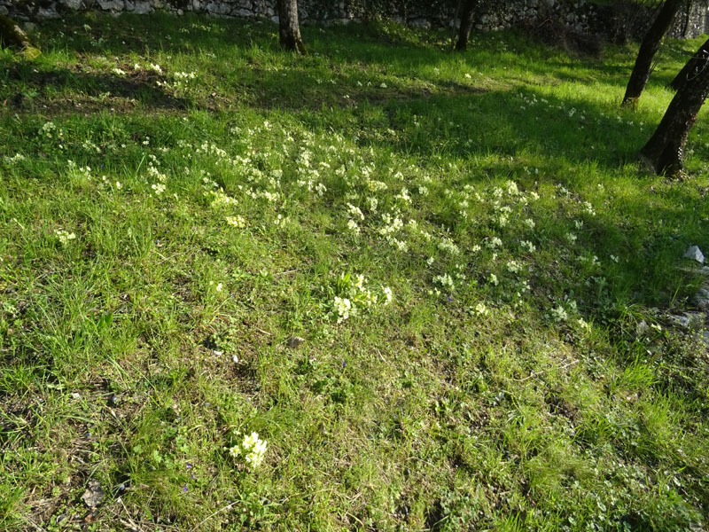 cultivar di P. vulgaris, Primula vulgaris e Primula veris